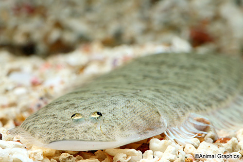 picture of Zebra Flounder Med                                                                                   Zebrias zebra