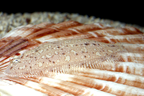 picture of Pacific Flounder Med                                                                                 Bothus mancus