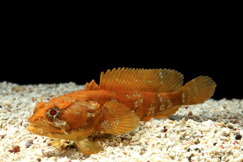 picture of Oyster Toadfish Sml                                                                                  Opsanus tao