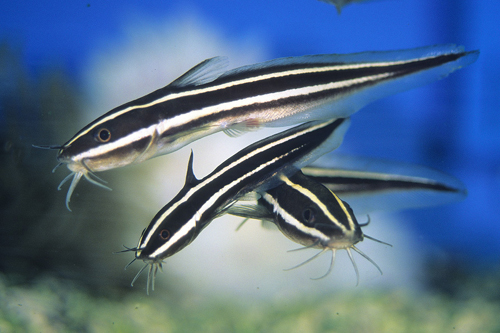 picture of Coral Catfish Sml                                                                                    Plotosus lineatus