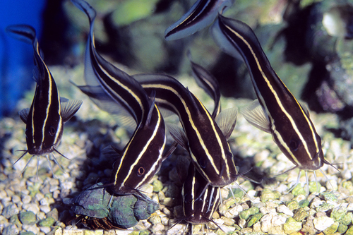 picture of Coral Catfish Lrg                                                                                    Plotosus lineatus