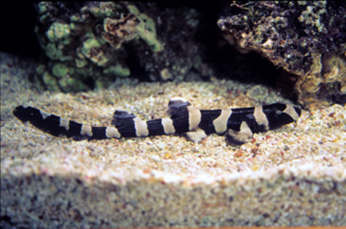 picture of Brown Banded Bamboo Shark Sml                                                                        Chiloscyllium punctatum