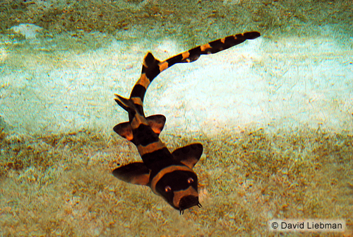 picture of Brown Banded Bamboo Shark Lrg                                                                        Chiloscyllium punctatum