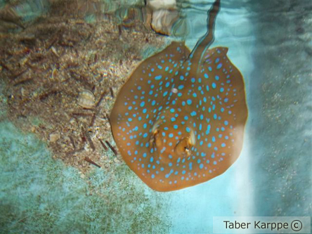 picture of Blue Spot Stingray Med                                                                               Taeniura lymma