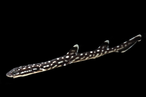 picture of Coral Catshark Sml                                                                                   Atelomycterus marmoratus