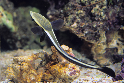 picture of Remora Sml                                                                                           Echeneis naucrates