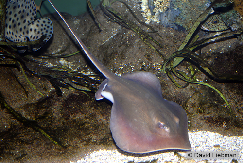 picture of Yellow Stingray Atlantic Lrg                                                                         Urobatis jamaicensis