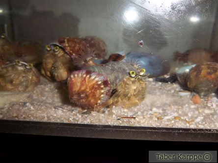 picture of Anemone Hermit Crab Med                                                                              Dardanus pedunculatus