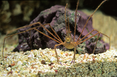 picture of Arrow Crab Lrg                                                                                       Stenorhynchus seticornis