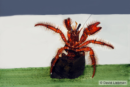 picture of Blue Eye Hermit Crab Sml                                                                             Dardanus sp.