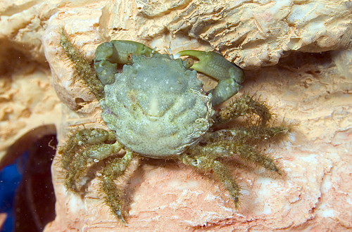 picture of Emerald Crab Sml                                                                                     Mithrax sculptus