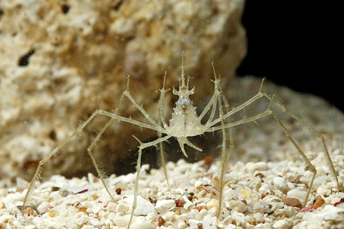 picture of Frilly Arrow Crab Sml                                                                                Stenorhynchus seticornis