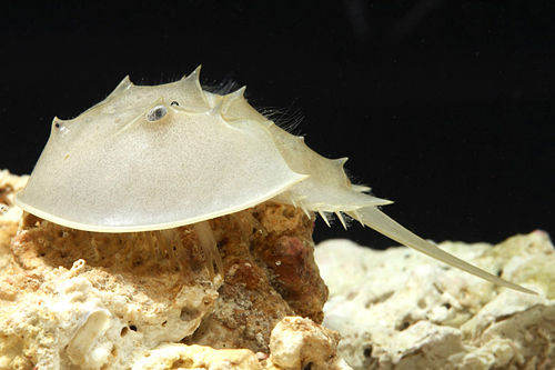 picture of Horseshoe Crab Lrg                                                                                   Limulus polyphemus