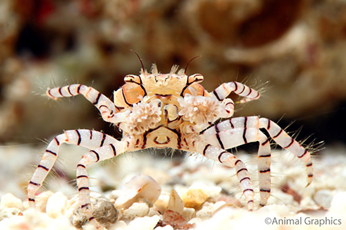 picture of Pom Pom Crab Sml                                                                                     Lybia tessellata