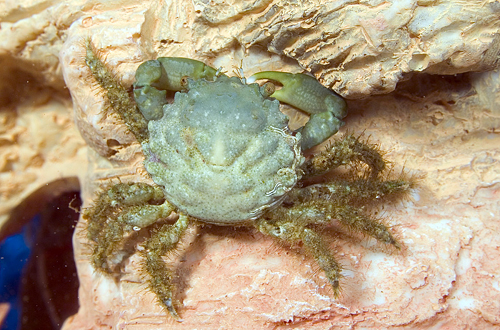 picture of Red Emerald Crab Med                                                                                 Mithrax sculptus