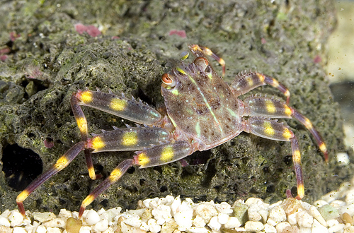 picture of Sally Lightfoot Crab Sml                                                                             Percnon gibbesi