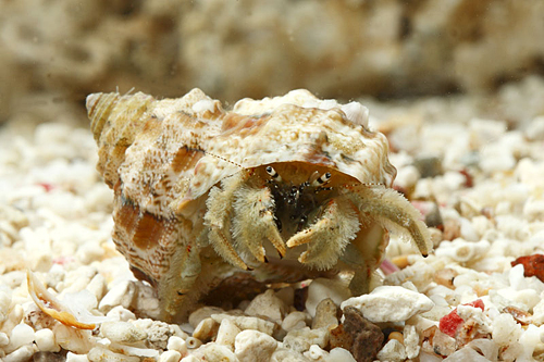 picture of Thin Stripe Hermit Crab Sml                                                                          Clibanarius vittatus