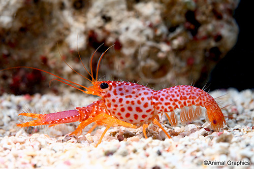 picture of Purple Reef Lobster Sml                                                                              Enoplametopus debellus