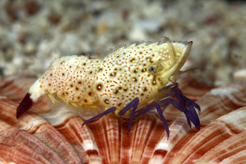 picture of Buffalo Shrimp Med                                                                                   Saron rectirostris