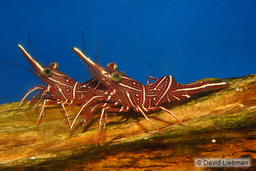 picture of Camel Shrimp Sml                                                                                     Rhynchocinetes uritai