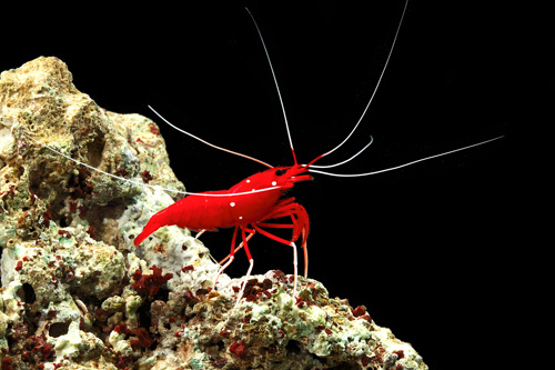 picture of Fire Shrimp Sml                                                                                      Lysmata debelius