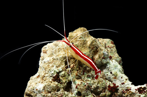 picture of Skunk Cleaner Shrimp Med                                                                             Lysmata amboinensis