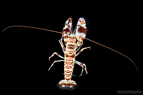 picture of Assorted Pistol Shrimp I/O Sml                                                                       Alpheus sp.