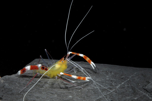 picture of Gold Coral Banded Shrimp Pair                                                                        Stenopus zanzibaricus