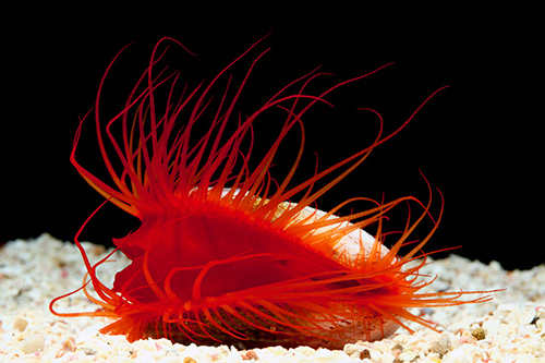 picture of Flame Scallop Lrg                                                                                    Lima scabra