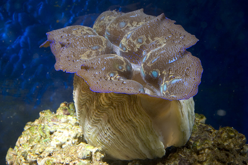 picture of Tridacna Crocea Clam Lrg                                                                             Tridacna crocea