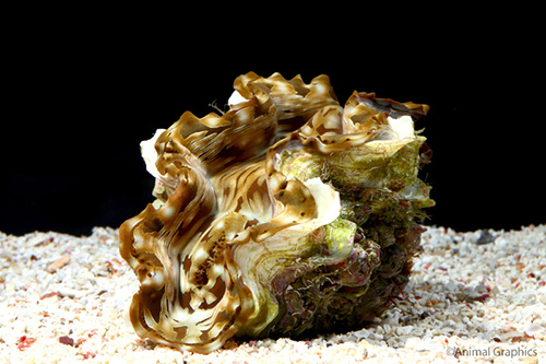 picture of Tridacna Squamosa Clam Lrg                                                                           Tridacna squamosa