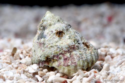 picture of Astrea Turbo Snail Atlantic                                                                          Astraea sp.