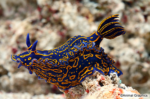 picture of Greek Goddess Nudibranch Sml                                                                         Hypselodoris edenticulata