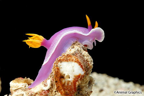 picture of Purple Nudibranch Lrg                                                                                Hypselodoris bullockii