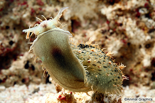 picture of Sea Hare Sml                                                                                         Aplysia dactylomela