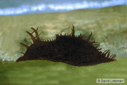 picture of Black Hairy Sea Hare Med                                                                             Hexabranchus marginatus