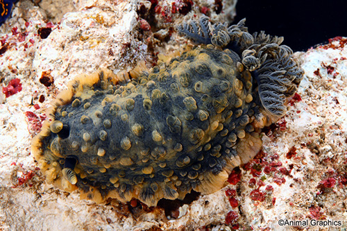 picture of Blue Spotted Gold Nudibranch Sml                                                                     Hypselodoris sp.