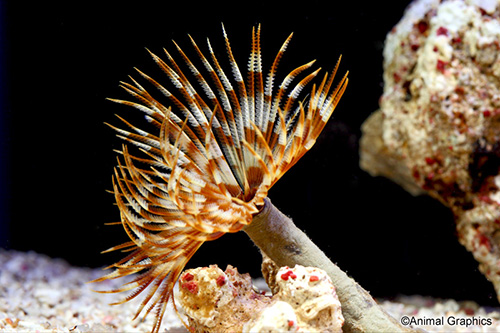 picture of Feather Duster I/O Sml                                                                               Sabellastarte sp.