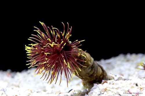 picture of Golden Red Feather Duster Med                                                                        Sabellastarte sp.