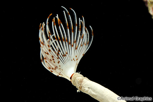 picture of Color Dwarf Feather Duster Med                                                                       Bispira sp.