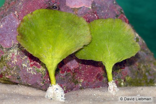 picture of Mermaid Fan Plant                                                                                    Udotea sp.