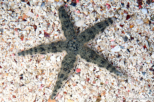 picture of Sand Starfish Med                                                                                    Luidia alternata
