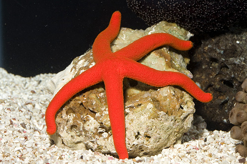 picture of Orange Luzon Starfish Sml                                                                            Echinaster luzonicus