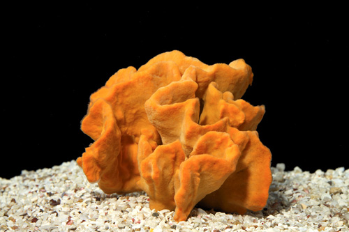 picture of Elephant Ear Sponge Sml                                                                              Agelas clathrodes