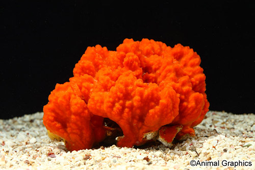 picture of Orange Bee Hive Sponge Med                                                                           Helichondria sp.