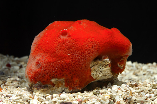 picture of Red Ball Sponge Bali Lrg                                                                             Pseudaxinella lunaecharta