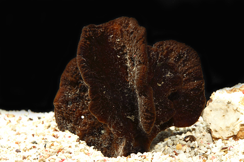 picture of Black Fan Sponge Sml                                                                                 Phyllospongia sp.