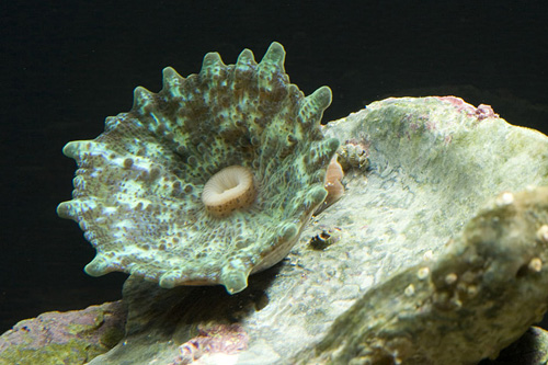 picture of Green Umbrella Mushroom Rock Sml                                                                     Discosoma sp.