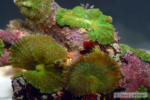 picture of Green Mushroom Rock I/O Med                                                                          Discosoma sp.