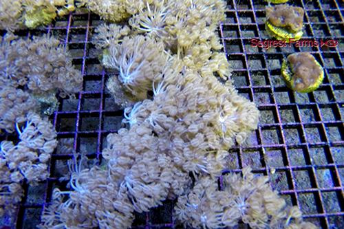 picture of Pom Pom Xenia Polyps Aquacultured Med                                                                Xenia sp.